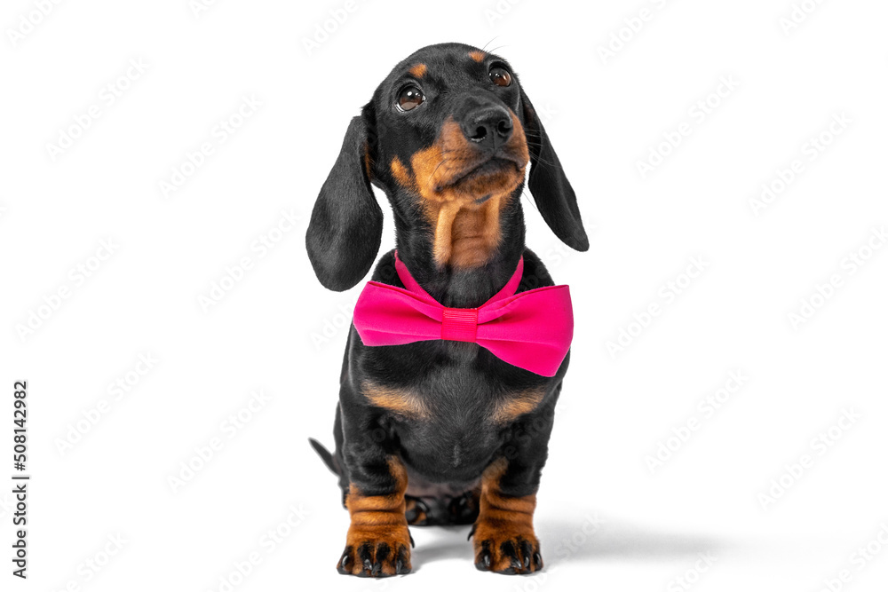 Portrait of lovely dachshund puppy with festive pink bow tie around its neck, who obediently sits and looks up attentively on white background, front view, copy space Portrait of lovely dachshund puppy with festive pink bow tie around its neck, who obediently sits and looks up attentively on white background, front view, copy space
