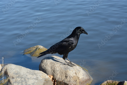 American crow bird standing on rock at edge of lake © merrimonc