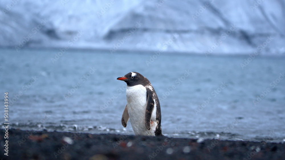 Fototapeta premium Gentoo penguin (Pygoscelis papua) on the beach at Whaler's Bay, Deception Island, Antarctica