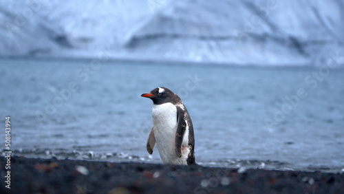 Gentoo penguin  Pygoscelis papua  on the beach at Whaler s Bay  Deception Island  Antarctica