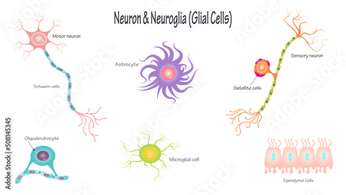 Neurons and Neuroglial Cells photo