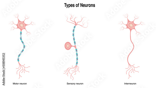 Different Types of Neurons photo