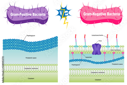 Gram-negative Versus Gram-Positive Vector Illustration photo