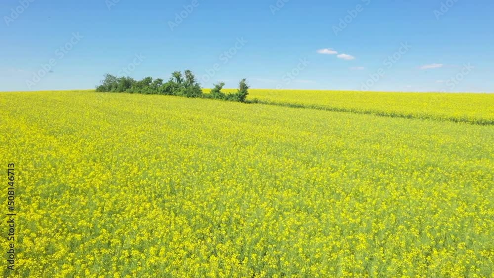 Filmmaterial einer Drohne Gelb blühendes Rapsfeld Landschaft in der Oberpfalz bei Regensburg auf den Winzer Höhen mit blauer Himmel und Wolken im Sommer, Deutschland Filmmaterial einer Drohne Gelb blühendes Rapsfeld Landschaft in der Oberpfalz bei Regensburg auf den Winzer Höhen mit blauer Himmel und Wolken im Sommer, Deutschland