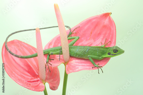 A Sumatran bloodsucker lizard looking for prey on a wild lowers. Reptiles from Sumatra Island, Indonesia have the scientific name Bronchocela hayeki. photo