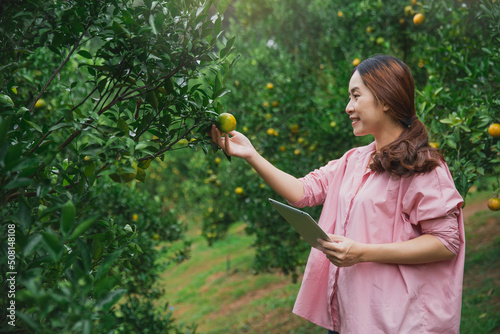 feman farmer working on digital tablet inspect organic orange fruit in orange orchard. Elderly male farm owner preparing to harvest ripe orange. Agriculture industry with technology concept photo