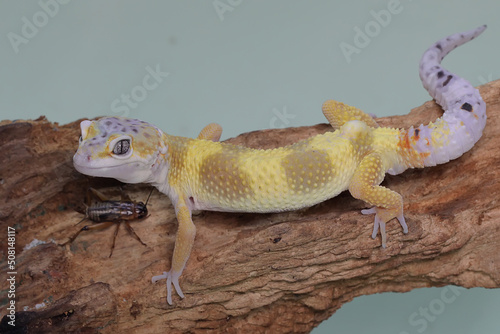 A Leopard gecko basking on a rotting log. Reptiles with attractive colors have the scientific name Eublepharis macularius. 