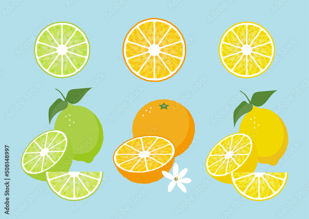 【夏】ライム・オレンジ・レモンのビタミン系柑橘類のイラスト素材