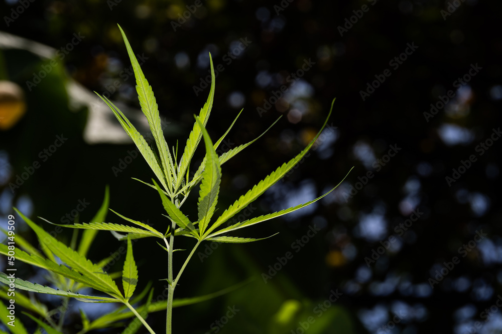 marijuana leaves cannabis plants a beautiful background. wallpaper or a thematic photo to legalize marijuana