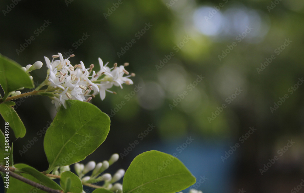Texas Flowering Privet Ligustrum Shrub Shallow DOF Texas Flowering Privet Ligustrum Shrub Shallow DOF