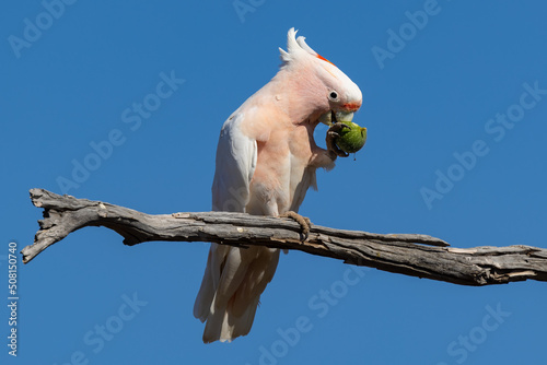 Australian Pink Cockatoo (Lophochroa leadbeateri) feeding on Paddy Melon