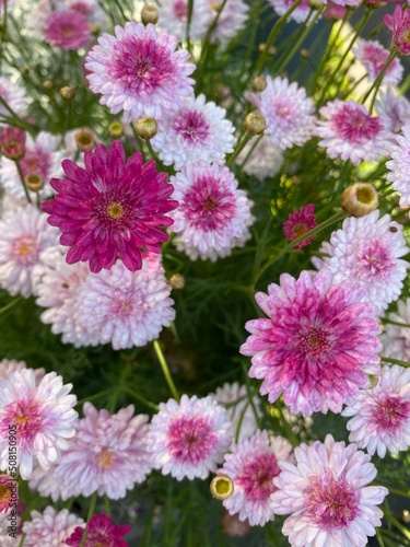 pink chrysanthemum flowers