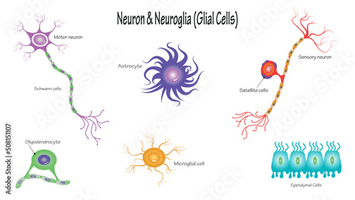 Neurons and Neuroglial Cells