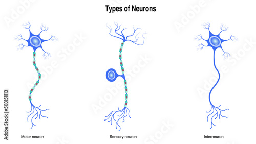 Different Types of Neurons photo