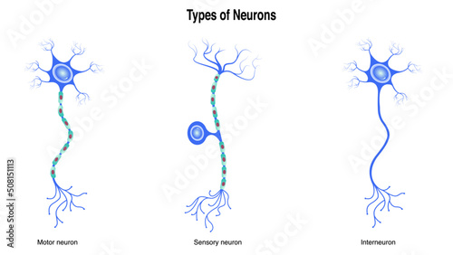 Different Types of Neurons