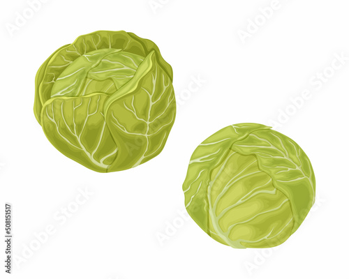 Cabbage. Image of a cabbage head. A ripe cabbage. Vegetables from the garden. Organic food. Vector illustration isolated on a white background