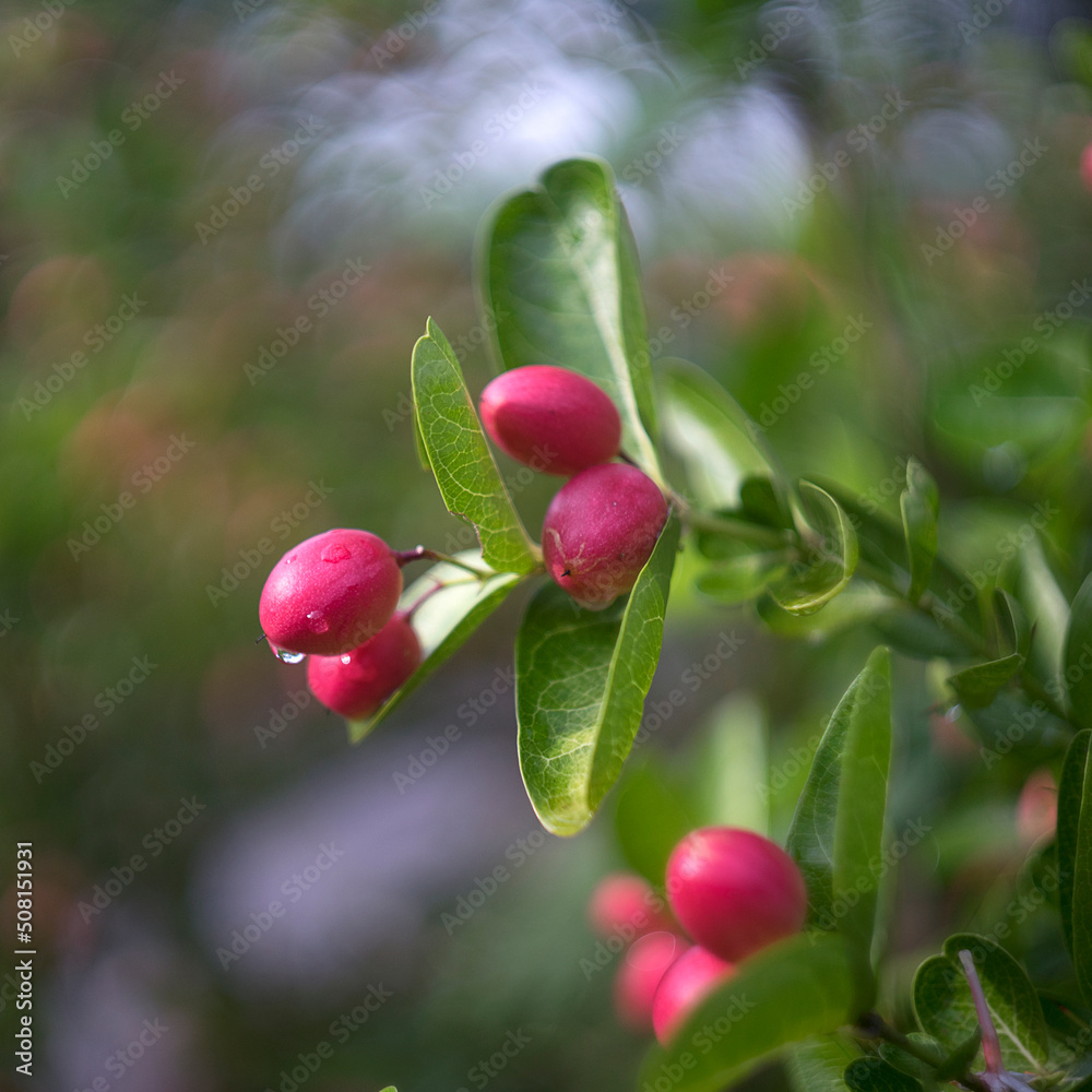 Mango yawning lime boo on Tree in The garden.