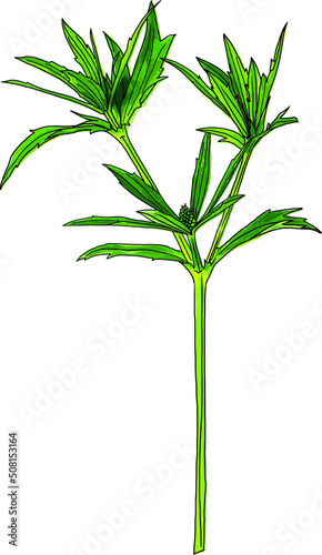 Abstract of Culantro flower with green leaves on white background.  Scientific name Eryngium foetidum 