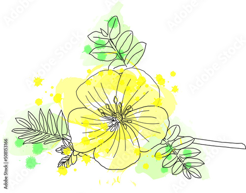 Black line flowers of Tribulus terrestris plant with color spread on white background.