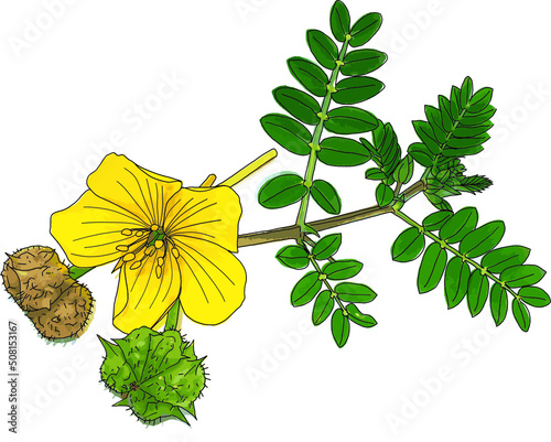 Abstract group of the devil's thorn plant. (Scientific name Tribulus terrestris)