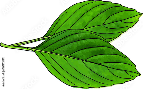 Abstract Sweet Basil leaves on white background. (Scientific name Ocimum basilicum Linn)