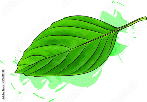Abstract Sweet Basil leaves on white background. (Scientific name Ocimum basilicum Linn)