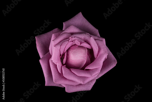 A single pink rose centred on black background. 