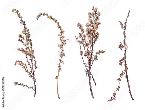 Set watercolor dried wild flower wormwood and twig tree isolated on white background. Hand-drawn brown branch herb for decor. Botanical antique illustration for wallpaper florist. Nature clipart
