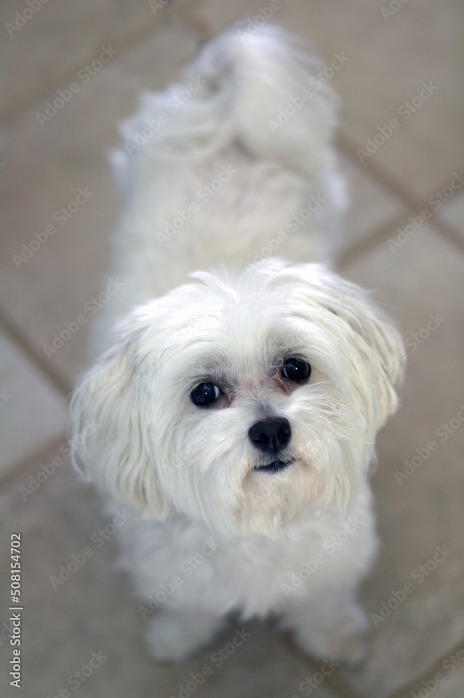 Maltese Terrier looking at camera Maltese Terrier looking at camera