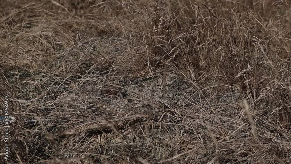 A small lizard is hiding camouflaging in straw grass. A small lizard is hiding camouflaging in straw grass.