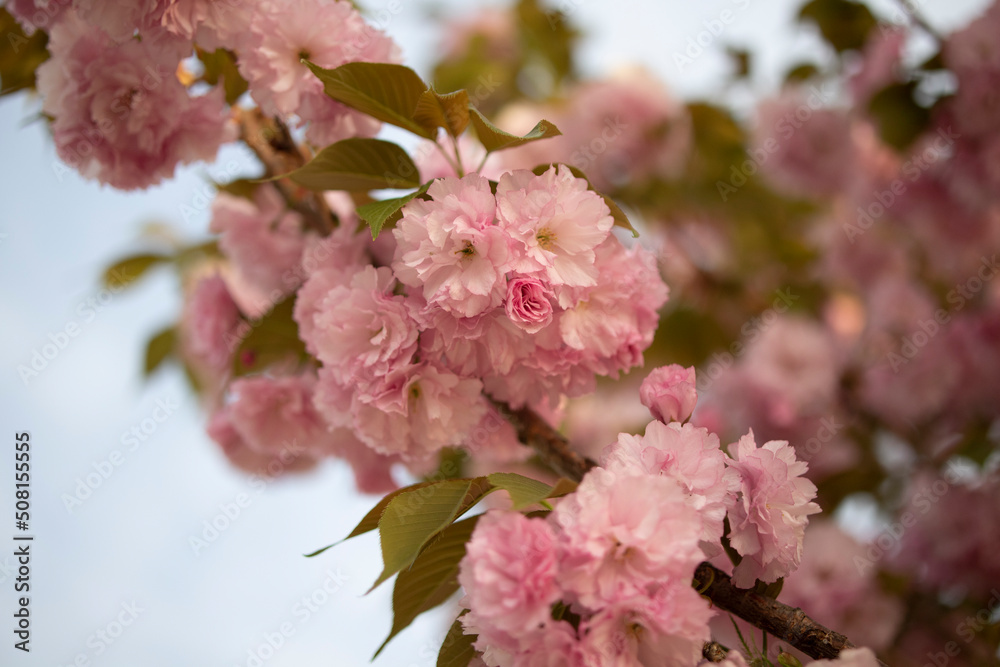 double flowering cherry blossom
double flowering cherry blossom