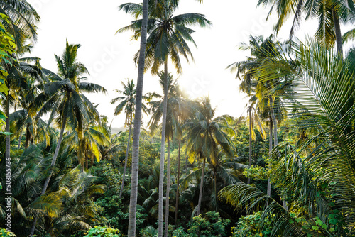 coconut tree in the morning on a tropical island