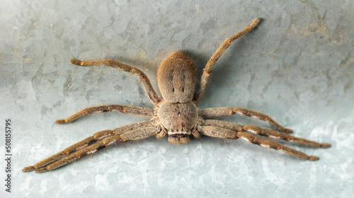 A large brown arachnid commonly known as a Huntsman Spider (Holconia montana). photo