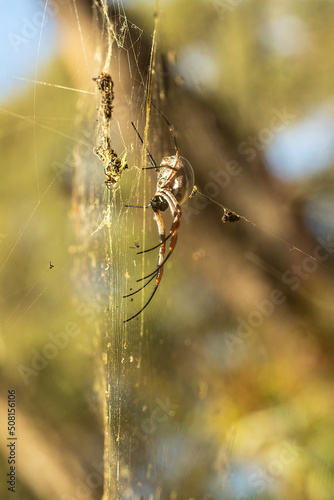 Female Golden Orb-weaving Spider (Nephila edulis) on her web