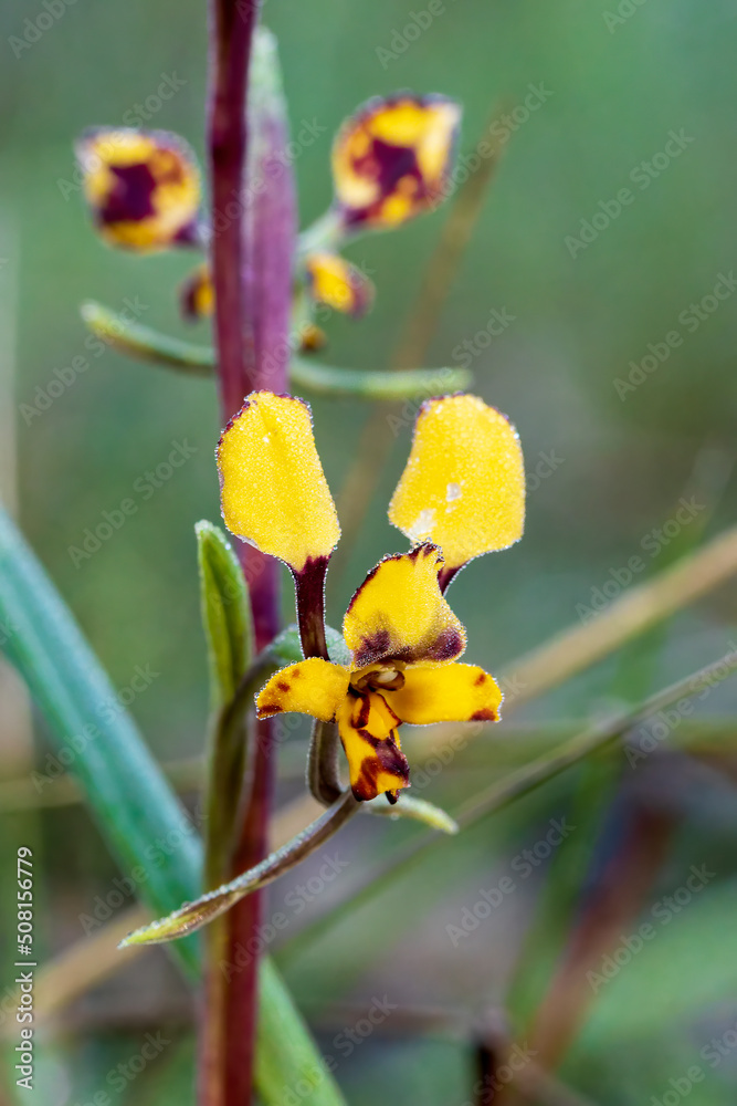 The Leopard Orchid (Diuris pardina) is a terrestrial orchid species which produces clusters of yellow flowers with numerous reddish brown blotches on the petals.