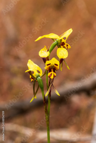 The Leopard Orchid (Diuris pardina) is a terrestrial orchid species which produces clusters of yellow flowers with numerous reddish brown blotches on the petals. photo