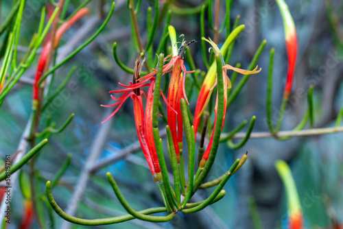 A parasitic shrub bearing vivid red flowers with a green tip followed by round red or black edible fruit known as Harlequin Mistletoe (Lysiana exocarpi). photo