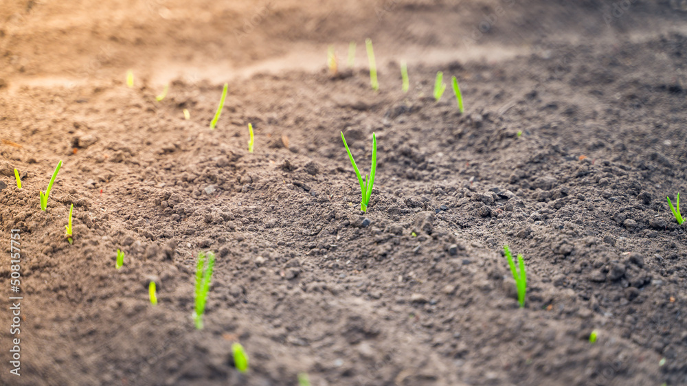 The first young sprouts of green onions in the garden bed close-up in the morning. sunset lighting The first young sprouts of green onions in the garden bed close-up in the morning. sunset lighting