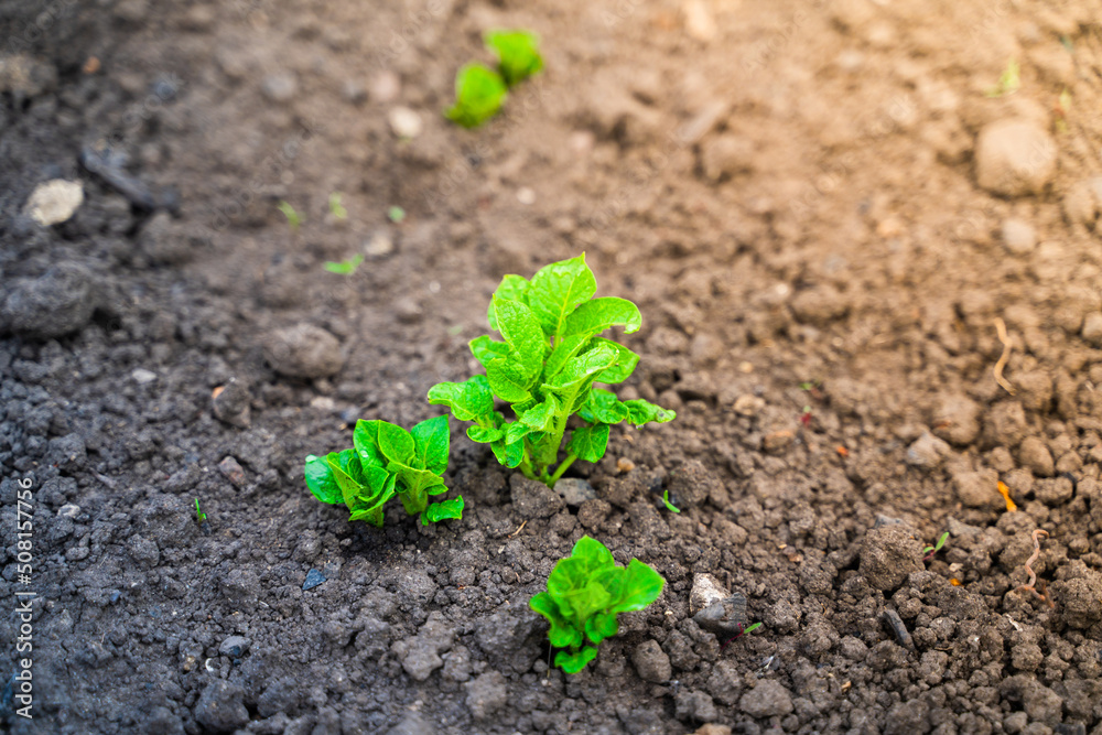 Young green germinal leaves of a potato close-up in a garden bed Young green germinal leaves of a potato close-up in a garden bed
