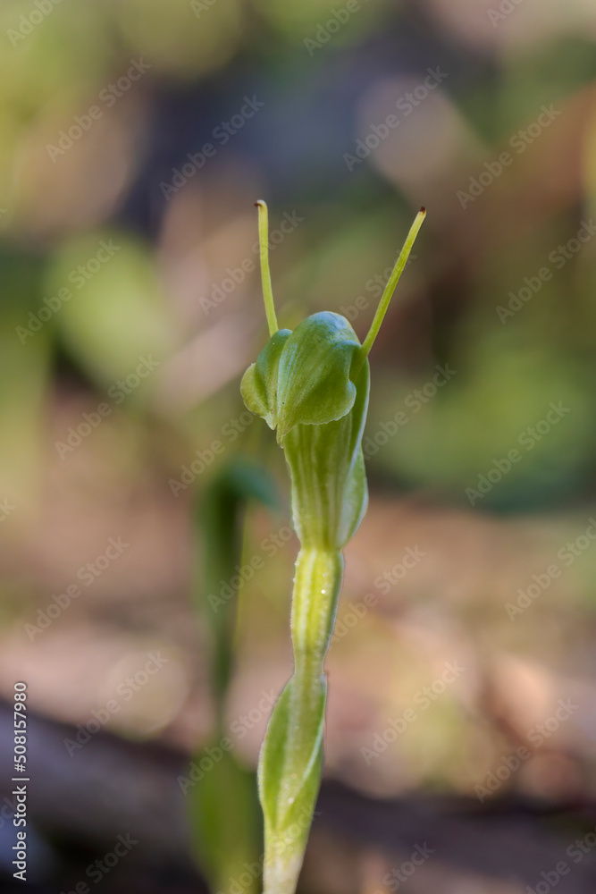 A terrestrial orchid known as Dwarf Greenhood (Pterostylis nana). A terrestrial orchid known as Dwarf Greenhood (Pterostylis nana).