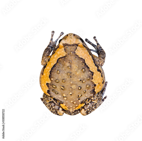 Top view banded bullfrog (kaloula pulchra) tropical amphibians isolated on white background , clipping path