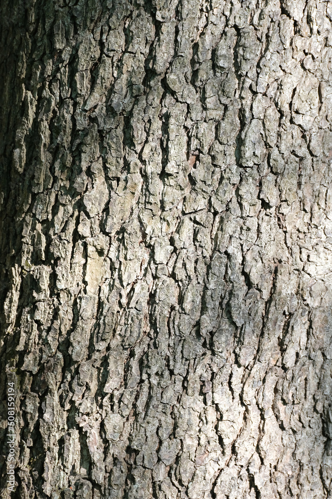 Fototapeta premium TEXTURE OF TREE BARK