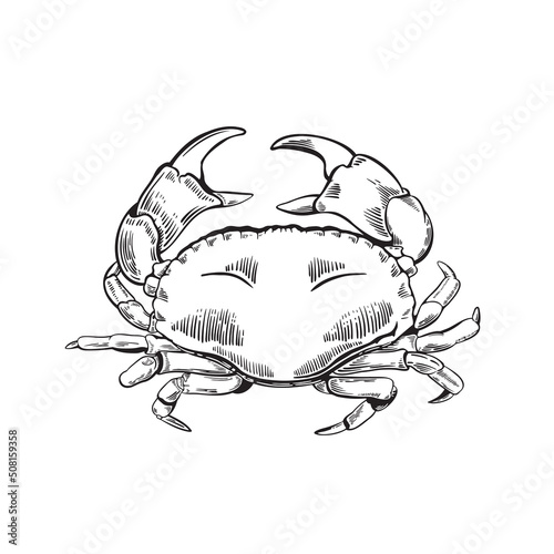 Hand drawn crab illustration in engraving style. Marine life. Vector illustration