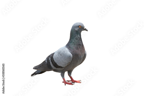 Close up of a beautiful pigeon isolated on white background