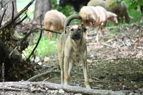 Turkish shepherd dogs