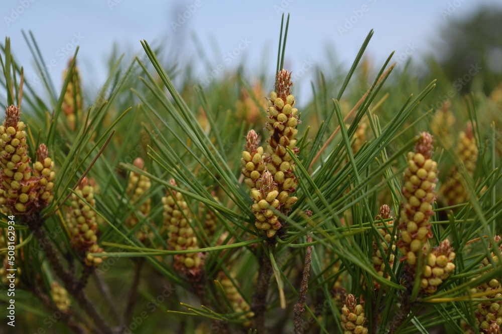 松林 海岸砂防林 山形県庄内