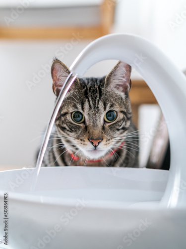 Cat watching water falling from a fountain