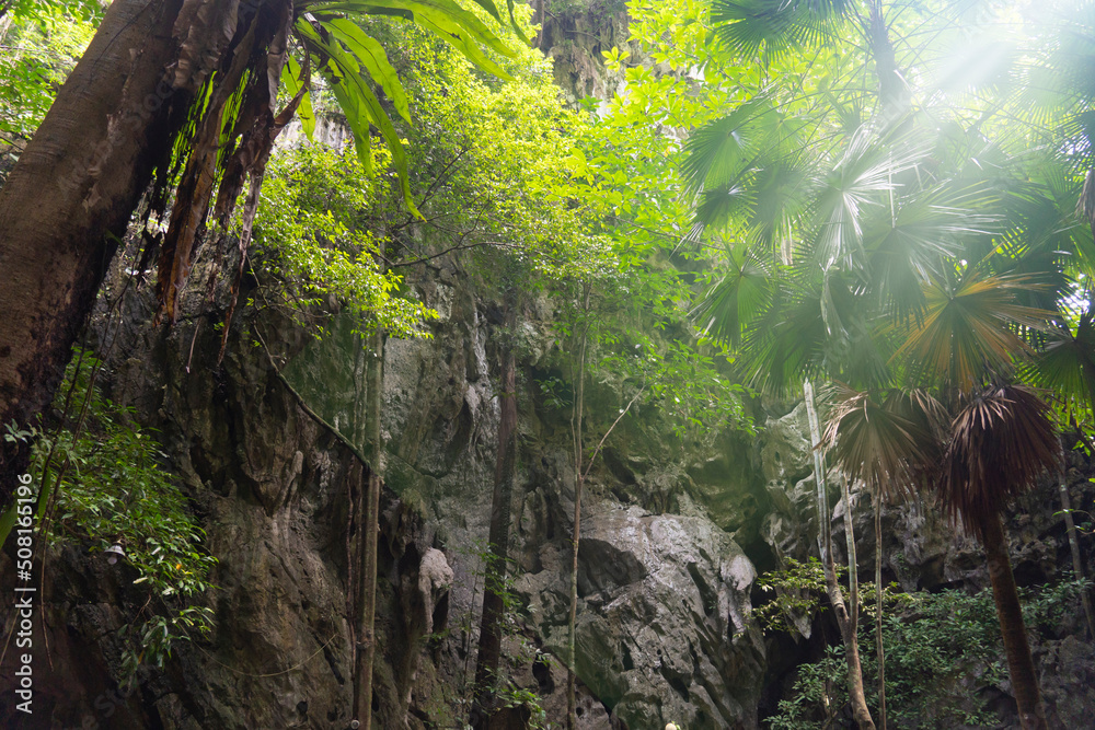 An upward view of a tree-covered cliff. The moisture of nature in the deep forest. An upward view of a tree-covered cliff. The moisture of nature in the deep forest.