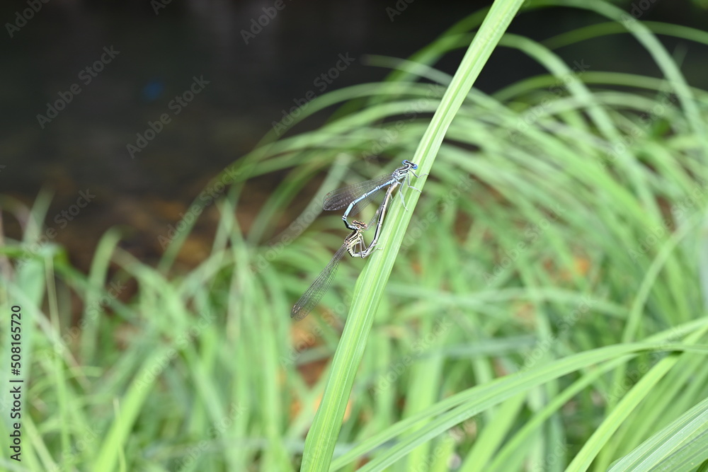 Two blue damselfly Lestes barbarus with green background blur. Shallow depth of field. Selective focus. Art - artistic macro Two blue damselfly Lestes barbarus with green background blur. Shallow depth of field. Selective focus. Art - artistic macro