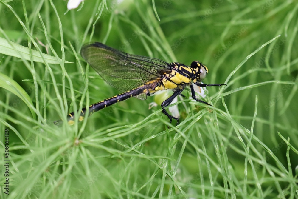 dragonfly on the grass dragonfly on the grass